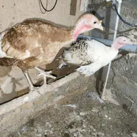 بوقلمون نر ومایه فروشی