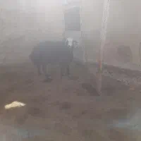 قوچ مهربان افشار