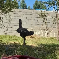 فریح لاری