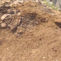 کتم گاو