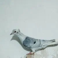 کفتر پشت سیاه سار  دم‌سفید