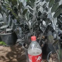 زامیفولیا متوسط بلک و سبز