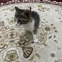 گربه