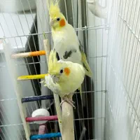 فروش و معاوضه جفت عروس هلندی مولد لوتینو و شش فنچ
