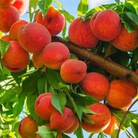 پخش انـواع نهــال میوه / صنـوبر