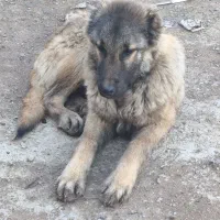 سگ گم شده