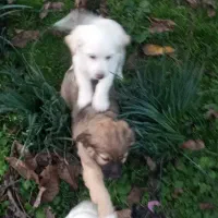 توله سگ خانگی از نسل روباحی