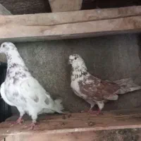 کفتر پرشتی به شرط