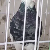 کفتر یا کبوتر طوقی درجع یک کرمانشاهی