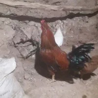 خروس
