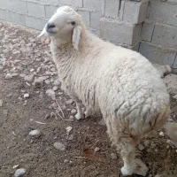 گوسفند|حیوانات مزرعه|نیمروز, |دیوار