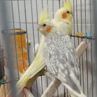عروس هلندی