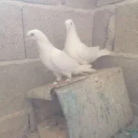 کبوتر