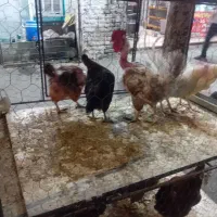 مرغ وخروس جهت قربانی