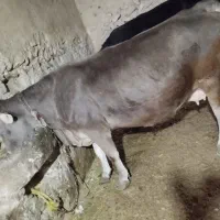 خرید و فروش