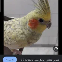 پرنده