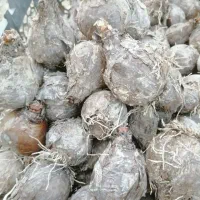 فروش پیاز گل نرگس