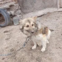 بیا پا کوتا