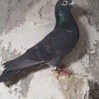 کفتر|پرنده|قوچان, |دیوار