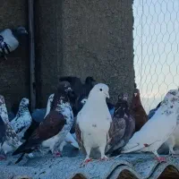 کفتر|پرنده|قلعه نو, |دیوار