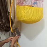 جوجه مینا نر..آماده آموزش