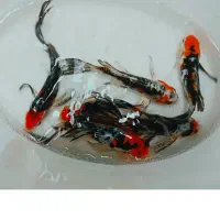 همه اجناس ۳۰٪تخفیف خورد انواع ماهی کوی و گلفیش