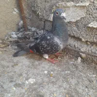 کبوتر