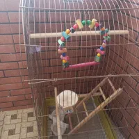 قفس مناسب عروس هلندی
