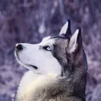 سگ پیدا شده