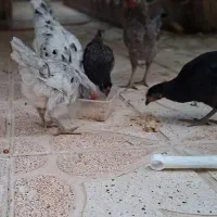 مرغ و خروس