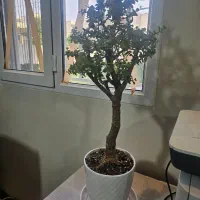 بنسای خرفه ۵ ساله