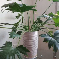 گل برگ انجیری یک ساله شاداب وسرحال