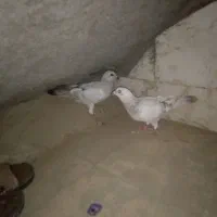 زهک|پرنده|زهک, |دیوار