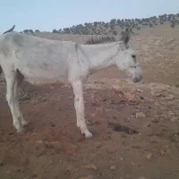 حیوان اهلی