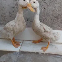 دو اردک به فروش میرسد