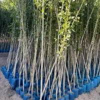 ایده درآمد میلیاردی با کاشت صنوبر