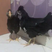مرغ و خروس گلین