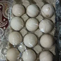 تخم مرغ نطفه دار لاری