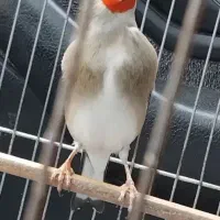 سقا یا سهره یا قناری
