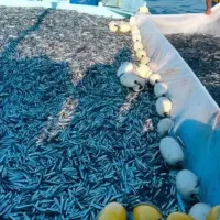 تور ماهی جل کاشخ  تاکه کاشغ واستور