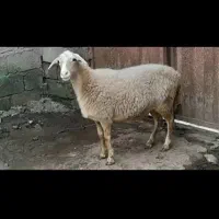 فروش گوسفند