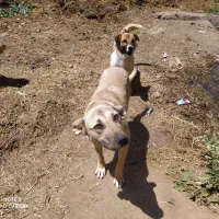 سگ سرابی