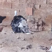 بوقلمون سنگین وزن نر ۲ساله
