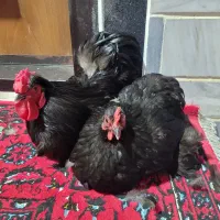 مرغ و خروس زینتی