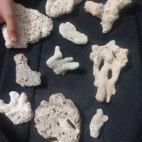 مرجان دریای اب های شور