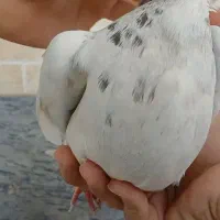 کفتر|پرنده|مبارکه, |دیوار