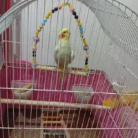 عروس هلندی ماده
