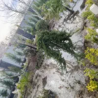 اجاره ویلا  روزانه و هفتگی
