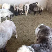کود گوسفندی