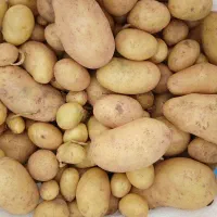 فروش بذر سیب زمینی کلاس s و se